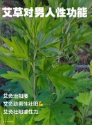 艾叶对男性功能怎么用